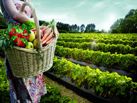 未來農場怎么玩?這里有秘籍