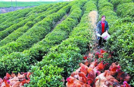 家庭農(nóng)場怎樣發(fā)展？我們需要做哪些？