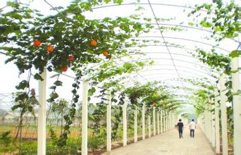 家庭農(nóng)場就得這么干，深度解析家庭農(nóng)場！