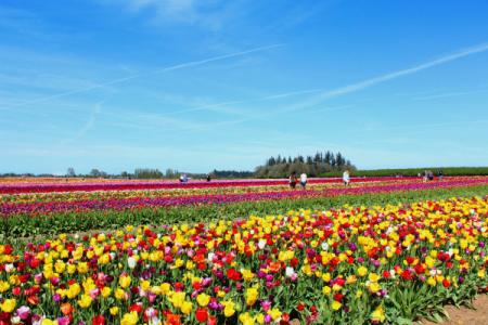 2017年申請家庭農(nóng)場需要哪些條件?多少畝地可以報家庭農(nóng)場?