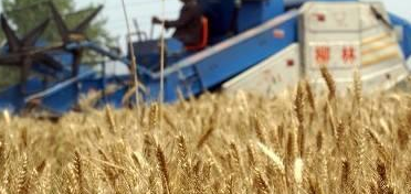 2017年糧食最低收購價公布！共涉及22個省份