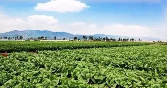 農業的這6大“鏈條”，你一定要牢記！