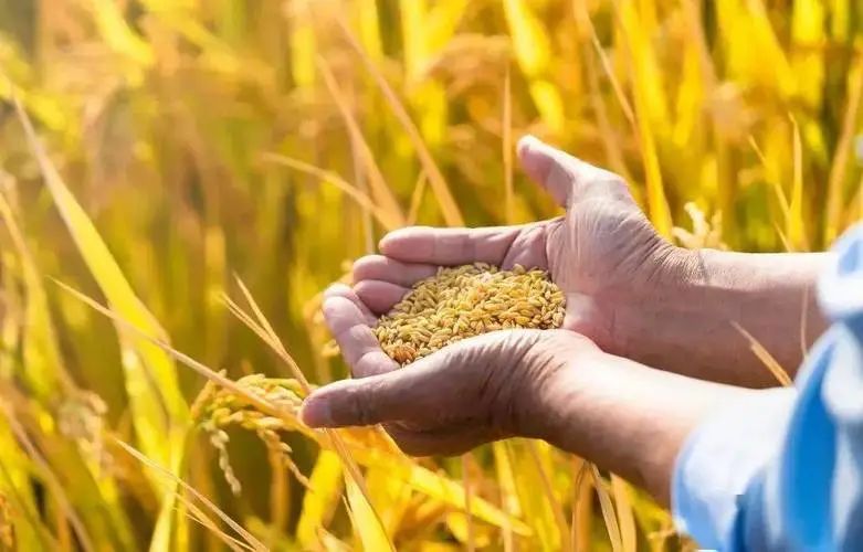 【專家觀點(diǎn)】葉興慶：在大變局中提高糧食海外供應(yīng)鏈安全性