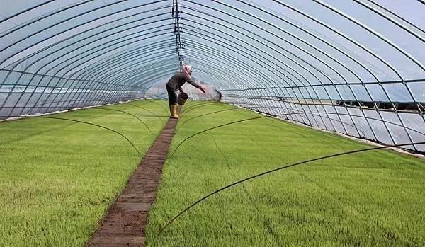 三農日報|中央財政支持農業產業強鎮發展；生鮮大變局：叮咚買菜與餓了么合作