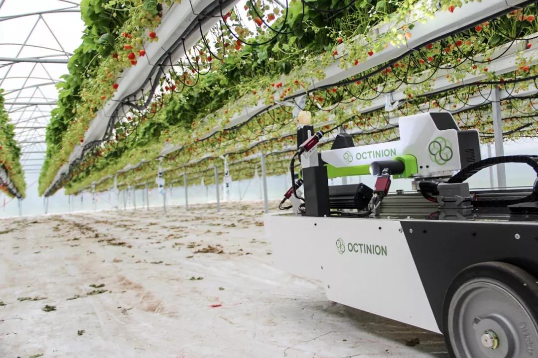 三農日報|人造豬肉可能成為豬肉替代品；大型超市成為生鮮主要渠道