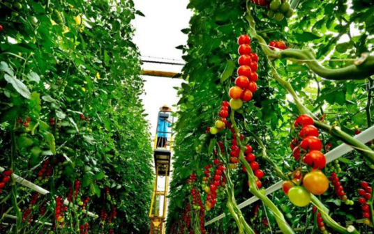 農(nóng)業(yè)產(chǎn)業(yè)周報|中農(nóng)集團(tuán)、每日優(yōu)鮮、華為、先正達(dá)、每日優(yōu)鮮最新動態(tài)；本周5例