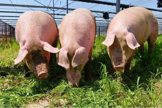 農業產業周報|淘菜菜、象嶼集團、國聯水產、興盛優選最新動態