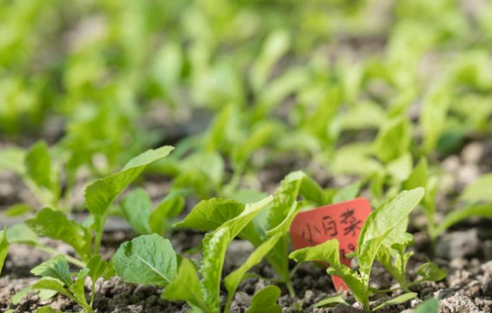 農業產業周報|得利斯、新希望、每日優鮮、盒馬最新動態