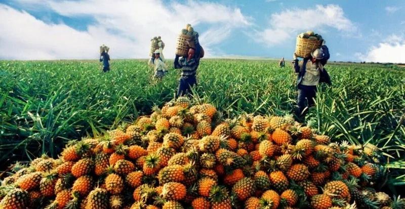 解析|農業的利潤跑哪里去了？是一個值得反思的問題。