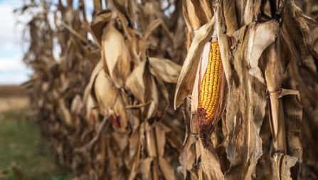 全球升溫或引發(fā)糧食危機，專家建議加強農(nóng)業(yè)災害預警