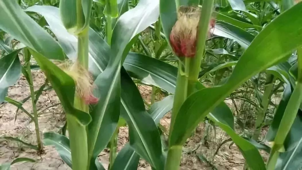 重磅分析！中國農(nóng)業(yè)的難題在哪:糧食如果不進(jìn)口,到底夠不夠吃