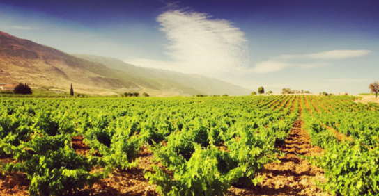 中國農業面臨的歷史性契機 