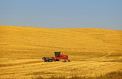 農業農村部：未來十年中國主糧保供能力將大幅提升