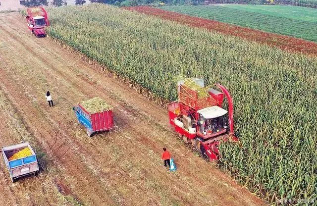 農業產業周報|牧原、巴斯夫、叮咚買菜、三全食品最新動態；本周5例資本事件