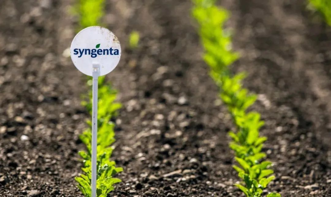 科創板史上最大IPO降臨：外行看熱鬧，內行看門道