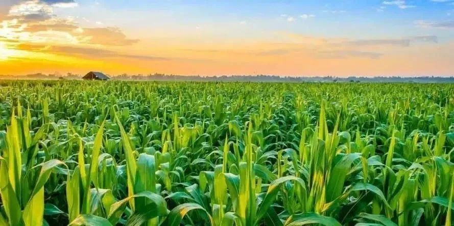 【產(chǎn)業(yè)分析】我國農(nóng)業(yè)食品行業(yè)投資分析：畜牧業(yè)最受投資者青睞