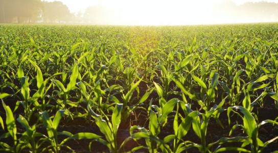 三農日報|政策：加速生物育種成果商業化；寵物食品市場規?；蜻_1500億