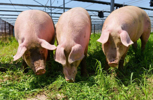 農業產業周報|羅牛山、望家歡、美團、天邦食品、本來生活最新動態