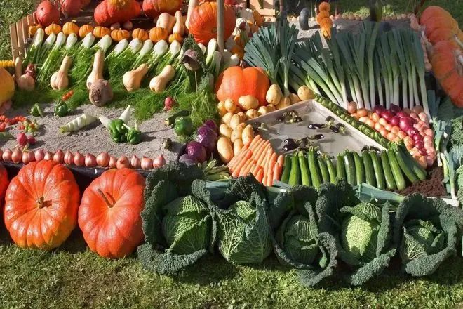 【政策解讀】深度理解大食物觀！我國農業發展的未來戰略