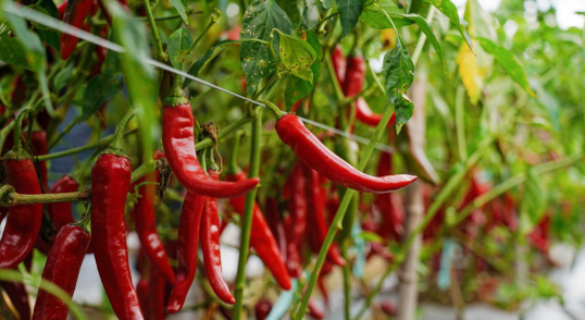 農業產業周報|先正達集團、天馬科技、巴比食品、海大最新動態