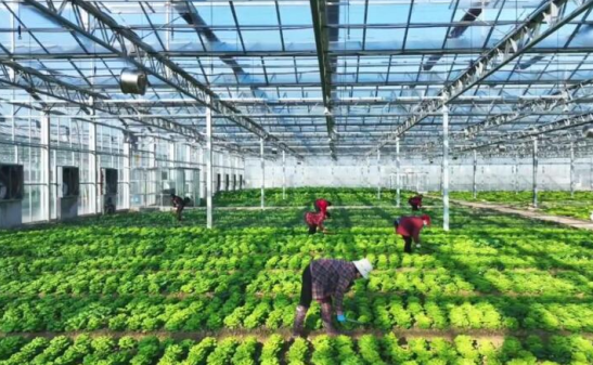 三農日報|政策：支持新型農業經營主體高質量發展；數據：食品生鮮行業大幅增長