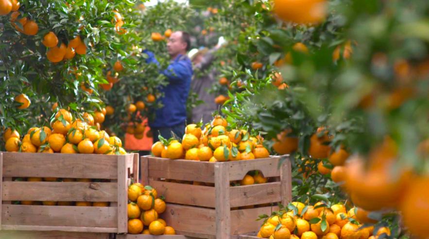農業產業周報|衛龍美食、絕味食品、京基智農、隆平高科最新動態