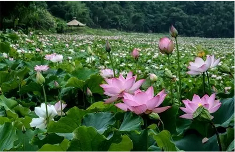 注意丨這些農產品要火！我國再添300個一村一品示范村鎮，有你的所在地嗎？