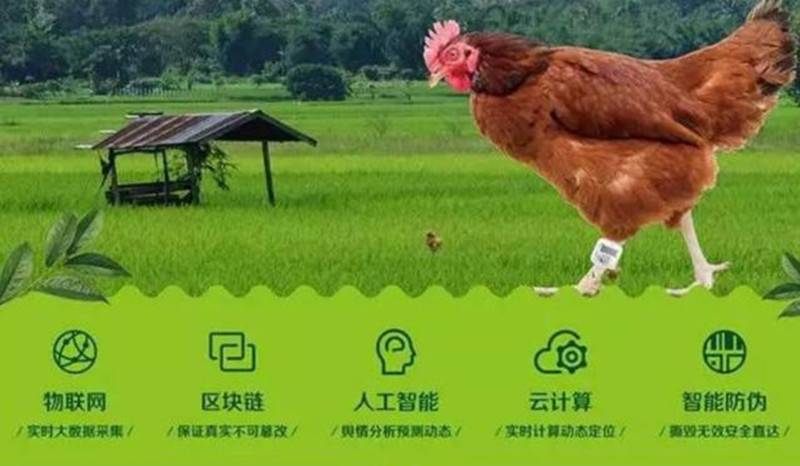 可以吃的“電子雞”，眾安與順豐用區塊鏈養雞，消費者可領養