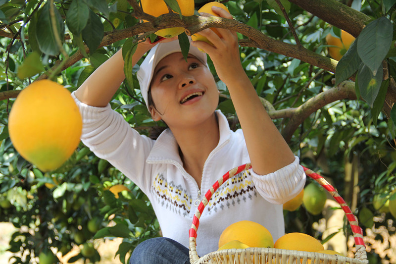 安遠縣“三百山”贛南臍橙直銷店在北京新發(fā)地掛牌