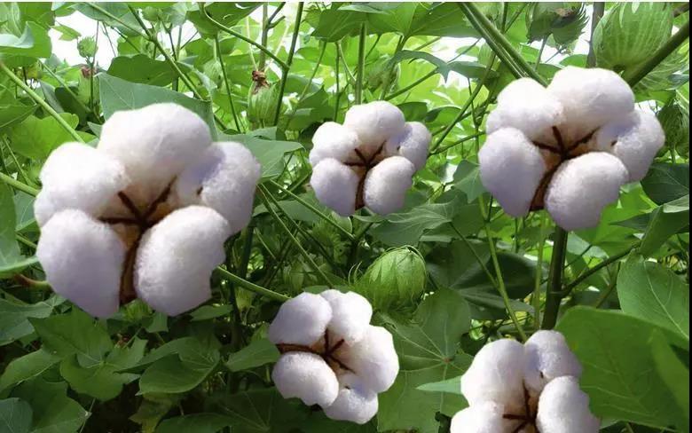 知識篇|農產品期權：國家發文支持、藍海市場、探索期