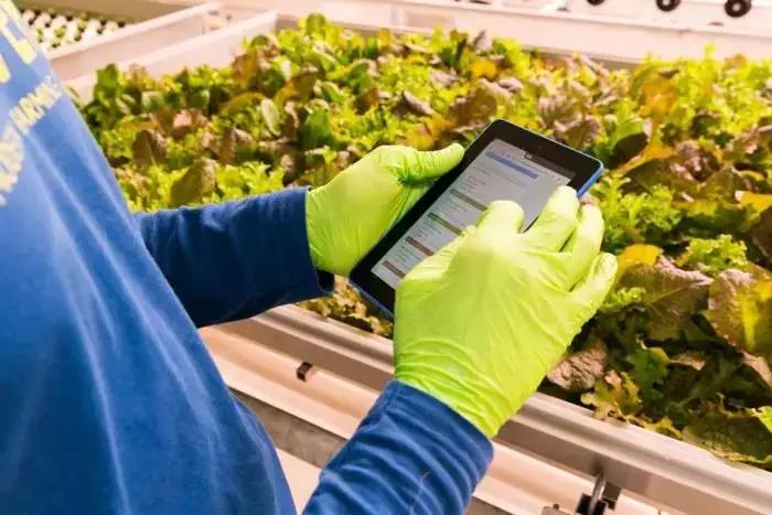 這家美國農場實現產品100%原創，全年可收成，還可定制味道！