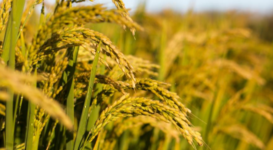 三農(nóng)日?qǐng)?bào)|政策：加強(qiáng)農(nóng)村生物質(zhì)能開發(fā)利用；中國(guó)預(yù)制菜市場(chǎng)規(guī)模將達(dá)萬(wàn)億