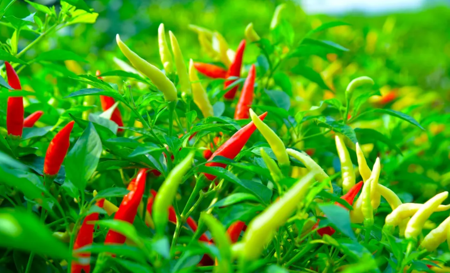 【品牌農(nóng)業(yè)】地理標(biāo)志產(chǎn)品如何在縣域經(jīng)濟(jì)發(fā)展中大放異彩？