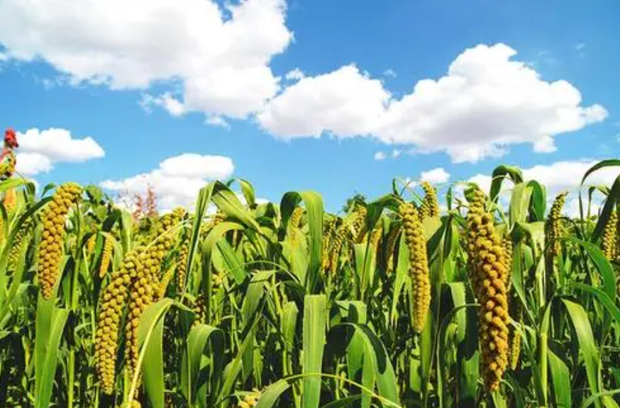 【深度洞察】地理標志產品如何在縣域經濟發展中大放異彩？