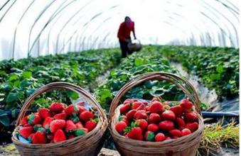 農產品流通有哪些新趨勢？