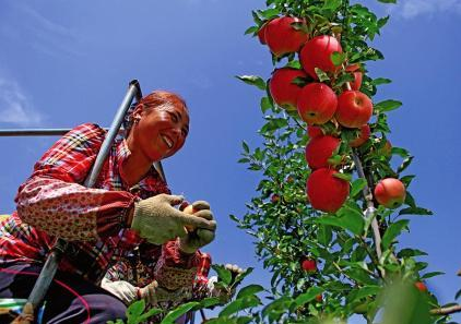 快播｜2017年蘋果、生豬、生鮮乳等農產品啟動追溯試點