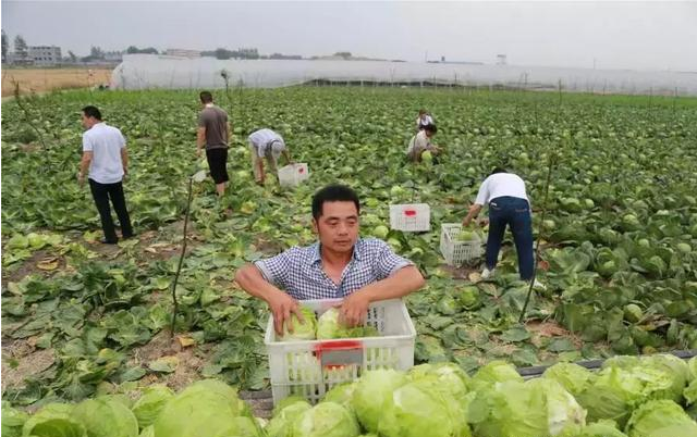 5.png 搞農業不需要十八般武藝,但不懂這8點可能會死翹翹