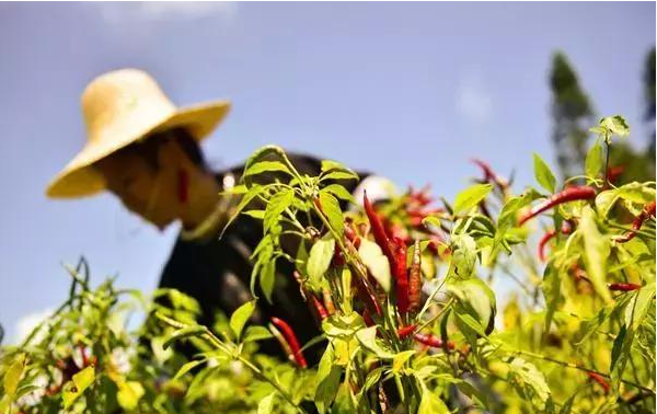 3.png 搞農業不需要十八般武藝,但不懂這8點可能會死翹翹
