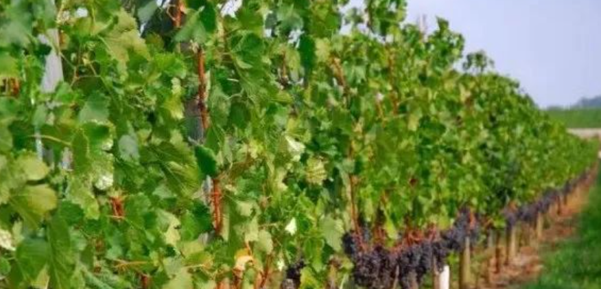 做農業想掙錢，需要知道投資農業的這八項關鍵點