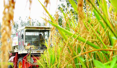 中國農業品牌之痛（上）