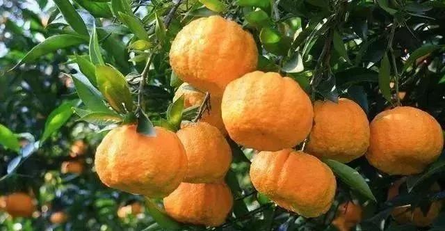 品牌農(nóng)業(yè)是中國(guó)未來(lái)農(nóng)業(yè)發(fā)展最大的商機(jī)！原因有3點(diǎn)