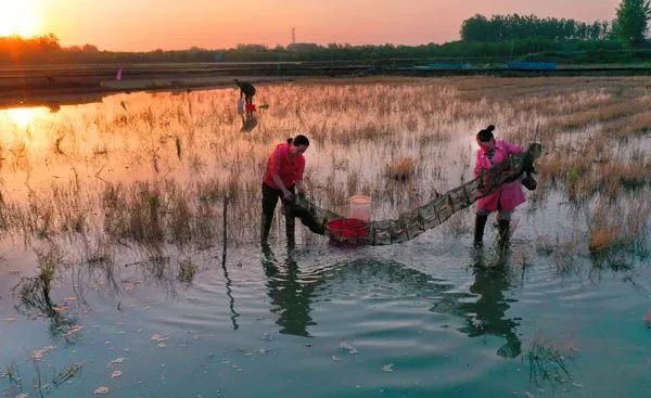 綜合價(jià)值18億元！這家貧困縣靠什么打造頂級(jí)品牌農(nóng)業(yè)