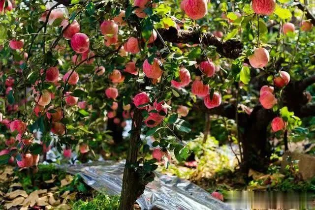 【案例剖析】走出中國(guó)，邁向世界：“中國(guó)果業(yè)第一品牌”是如何煉成的？