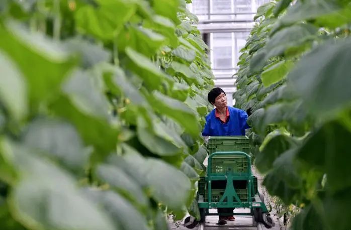 【政策解讀】2022年農業品牌精品培育工作敲重點！！！