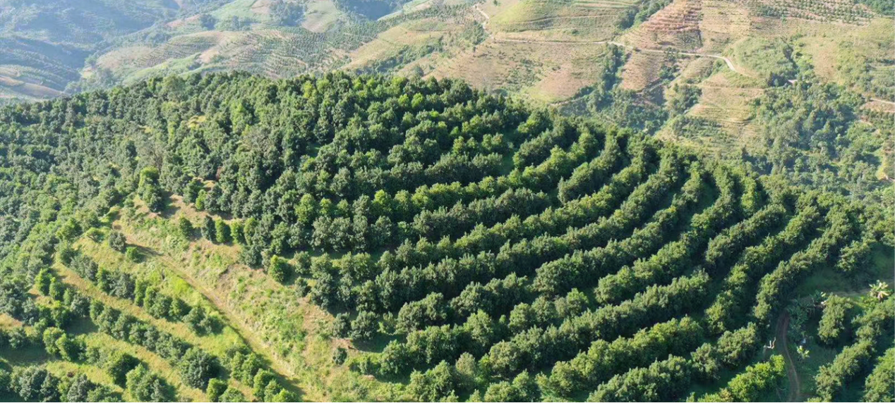 深耕20載！云澳達推動夏果商業化種植，打造產業振興新名片