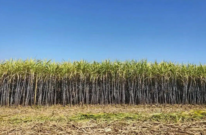 【政策解讀】農(nóng)業(yè)農(nóng)村部答復(fù)發(fā)展特色產(chǎn)業(yè)強(qiáng)化品牌建設(shè)有關(guān)建議！！！