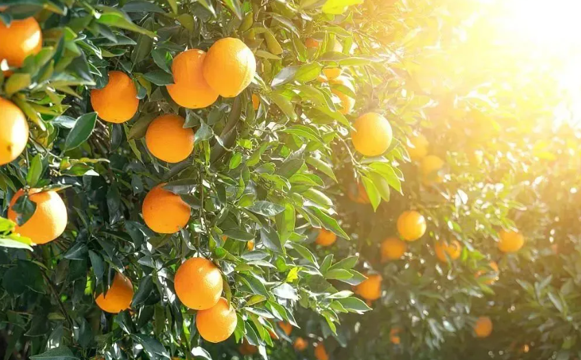 【品牌農(nóng)業(yè)】農(nóng)產(chǎn)品區(qū)域公用品牌建設(shè)有哪些關(guān)鍵步驟？