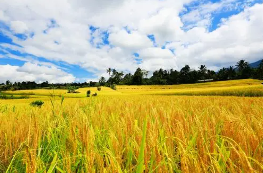 生態(tài)農(nóng)業(yè)品牌建設(shè)：綠色發(fā)展新路徑