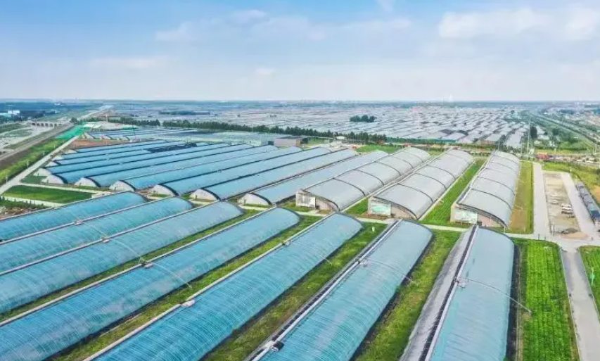 【品牌農(nóng)業(yè)】從賣菜到賣技術(shù)，“蔬菜之鄉(xiāng)”如何走向全球？