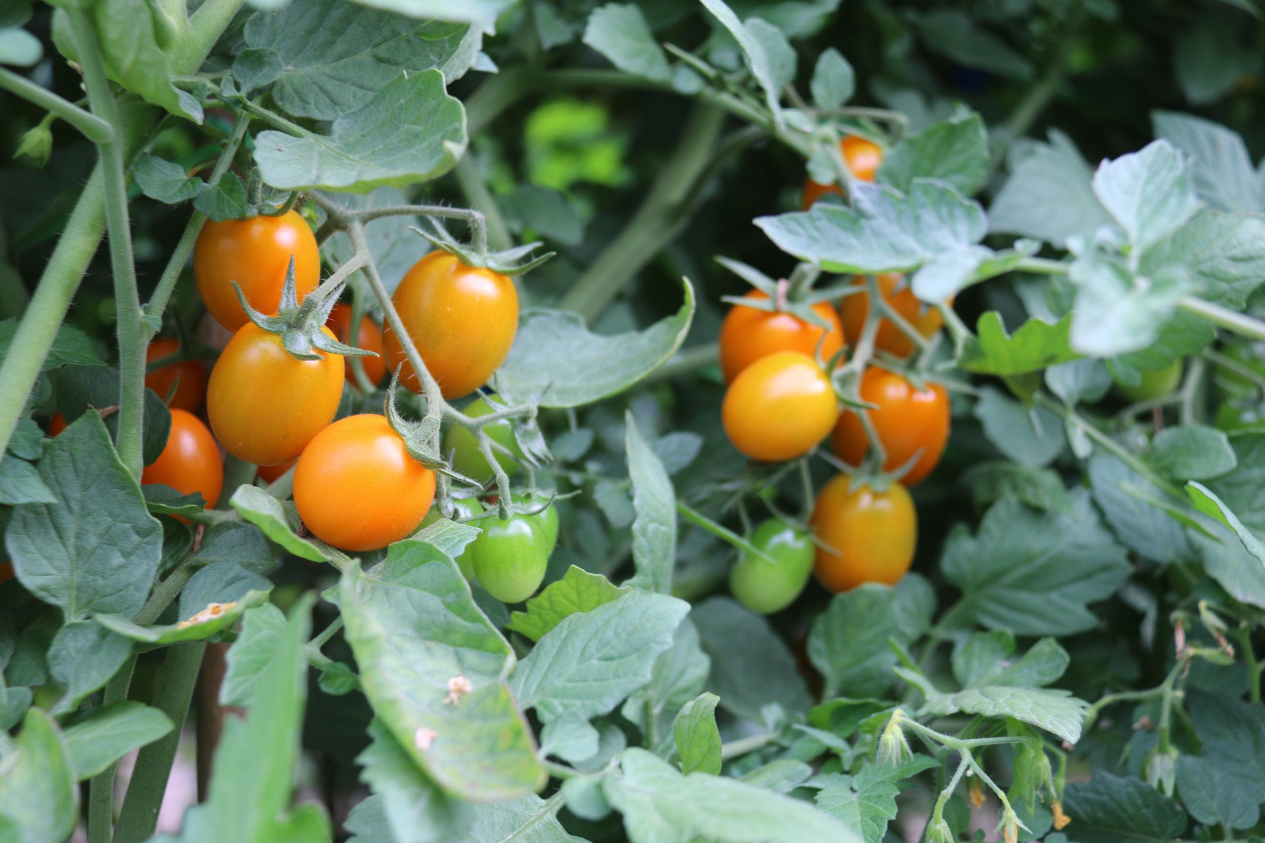 打造陵水“鮮”行力